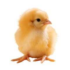 Little yellow chick isolated on transparent background