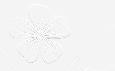 Poster - white flower background