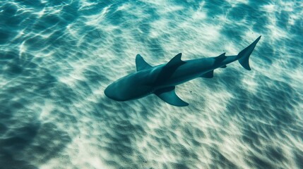 Sticker - A hyper-realistic image of the shadow of a blue shark cast upon the sandy ocean floor as it swims gracefully above