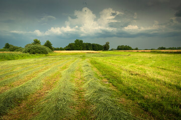 Mowed grass on a rural meadow and a cloudy sky