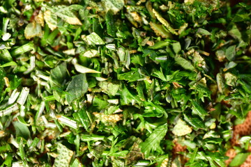 Fresh cutted Herbs green background detail aroma