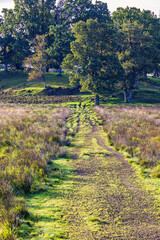 Wall Mural - Path on a moor to a hill with deciduous trees