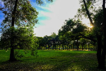 Green tree forest meadow field sunset in city park blue sky