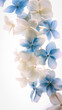 © sharafmaksumov - Botanical Art - White and Blue Hydrangea Flowers on White Backgr