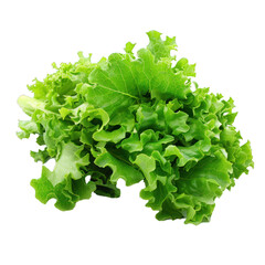 Poster - Fresh lettuce leaves forming a healthy heap of green food isolated on a white background
