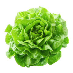 Poster - Fresh and vibrant green butter lettuce forming a beautiful round shape, isolated on a white background