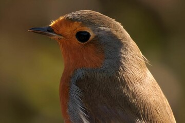 Wall Mural - Close-up of a European robin against a blurred green background.