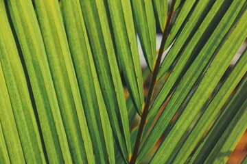 pattern of beautiful green leaves