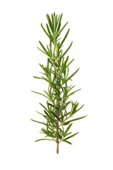 Canvas Print - A fresh sprig of rosemary on a clean white surface