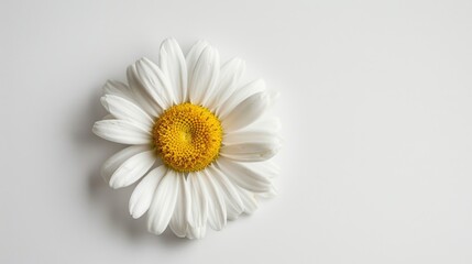 Wall Mural - A single white flower with a bright yellow center sitting on a clean white surface