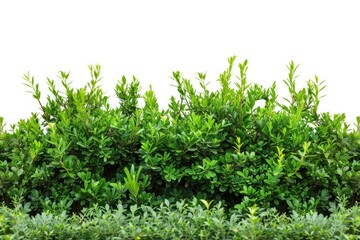 Poster - A close-up shot of a lush green leaf bush against a white background, perfect for highlighting nature or design elements
