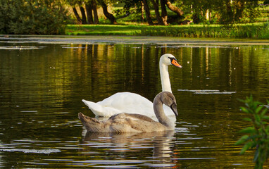 swan on the lake