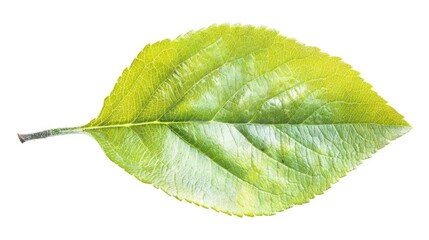 Poster - A single leaf on a white background