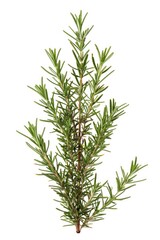Poster - A single sprig of rosemary placed on a clean white background