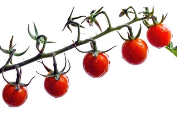 Poster - A bunch of fresh red tomatoes hanging from a branch