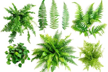 Poster - A variety of green plants arranged on a white surface, perfect for lifestyle or wellness imagery