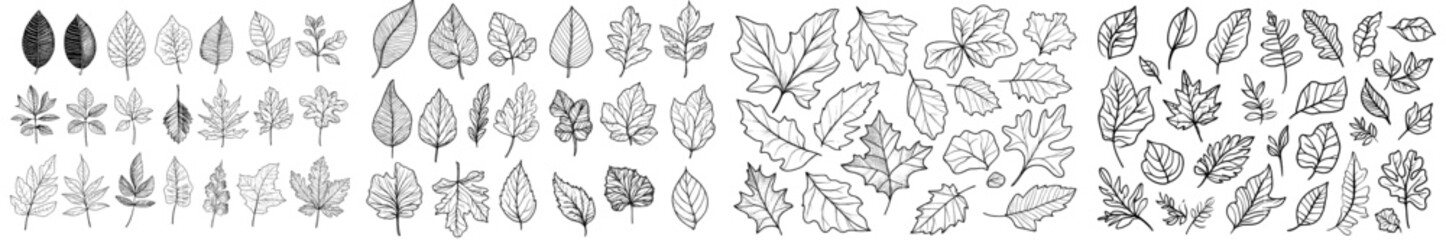 Wall Mural - Isolated on white background, a collection of autumn leaves with black outline. Hand drawn organic lines.