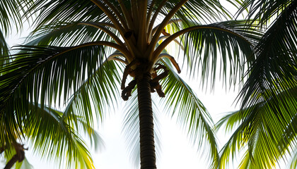 Wall Mural - Png black coconut tree sticker, tropical, transparent background isolated with white highlights, png