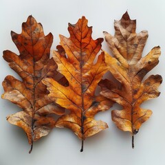 Wall Mural - A close-up view of three dried oak leaves with detailed veins and textures, 