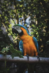 blue and yellow macaw ara male close up