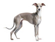 © Selena Moore - Italian Greyhound dog standing and looking at camera isolated on white background