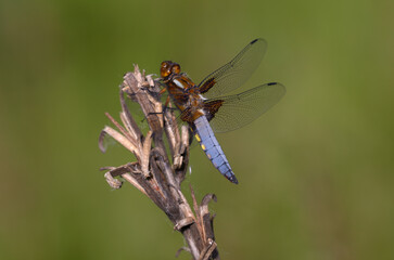 dragonfly Libellula sitting on a dry plant