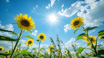 Wall Mural - A picturesque scene of sunflowers standing tall under the bright sky
