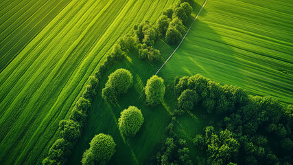 Wall Mural - panoramic view of a green landscape, aerial view of a green landscape, green ecology landscape with trees