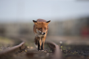 Wall Mural - Red fox (Vulpes vulpes) is the largest of the true foxes and one of the most widely distributed members of the order Carnivora