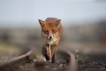 Wall Mural - Red fox (Vulpes vulpes) is the largest of the true foxes and one of the most widely distributed members of the order Carnivora