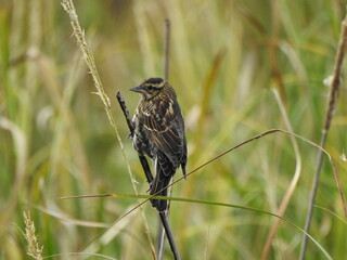 Wall Mural - A female, red-winged blackbird, perched on a reed within the wetlands of the Blackwater National Wildlife Refuge, Dorchester County, Cambridge, Maryland.