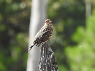 Wall Mural - A female, red-winged blackbird, perched on a withered tree trunk, within the wetlands of the Blackwater National Wildlife Refuge, Dorchester County, Cambridge, Maryland