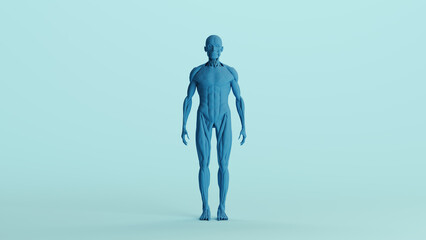 Canvas Print - Blue musculature anatomy model muscles study mannequin monochrome pale blue front view background 3d illustration render digital rendering