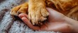 © InnovPixel - A warm moment of a person's hand gently holding a dog's paw, showcasing love and affection between a human and a pet