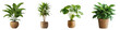 © EvaMur - A set of indoor plants in rattan planters, a collection of house plants, transparent background, PNG.