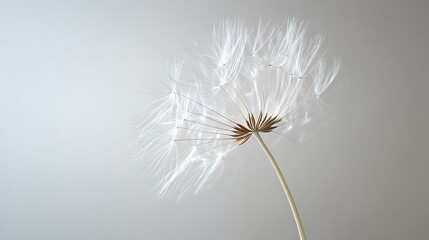 A close-up of a single dandelion seed head against a plain, light background. The delicate seeds are intricately detailed, with some beginning to drift away, capturing a sense of gentle movement.