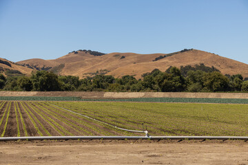 Irrigation system in the field