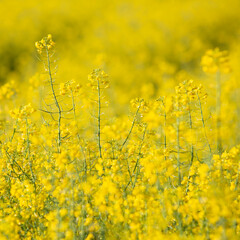 closeup of rapeseed in field