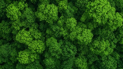 A sea of green trees in foreground, background marked by tree tops