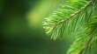 © Wall - A tight shot of a pine tree branch against a softly blurred backdrop of its own needles