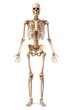 © Irina - Full-body skeleton on white background for educational use. Created by Generative AI