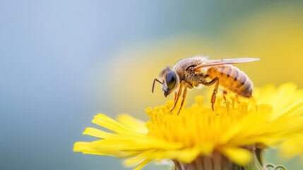 Sticker -  A tight shot of a bee on a dandelion against a blue backdrop