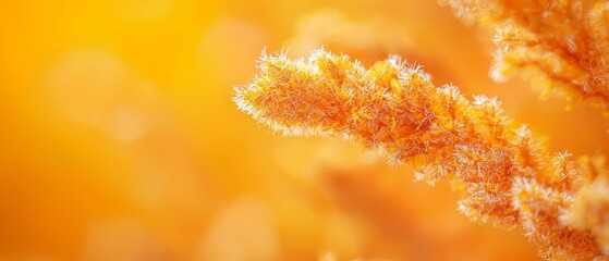 Wall Mural -  A clear shot of a plant with yellow and orange hues blurred in the backdrop A faintly defined plant image in the foreground is also blurred