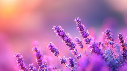 Wall Mural - lavender blooms in focus against a blurred backdrop of pink and purple flowers