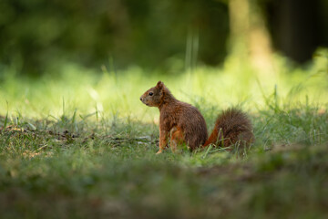 Wall Mural - cute and playful squirrel. amazing small and cute animal. very fast, jumping from one tree to anothe