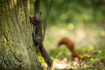 Wall Mural - cute and playful squirrel. amazing small and cute animal. very fast, jumping from one tree to anothe