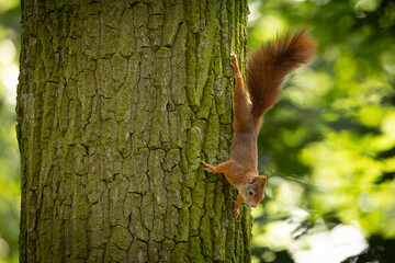 Wall Mural - cute and playful squirrel. amazing small and cute animal. very fast, jumping from one tree to anothe