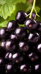 Wall Mural -   A photo of a cluster of black grapes growing on a vine, with a green leaf on top