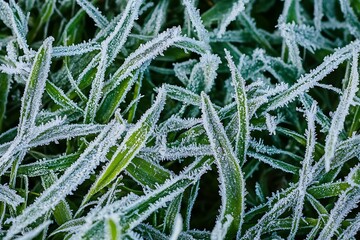 Poster - frost covered grass