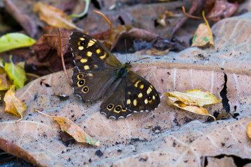 Butterfly sitting on fallen autumn leaves